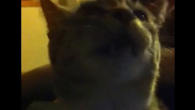Cat sings let the bodies hit the floor by Drowning Pool #shorts смотреть онлайн