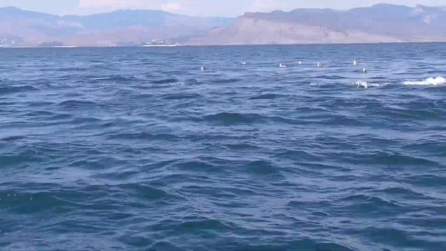 Дельфины Чёрного моря / Dolphins смотреть онлайн