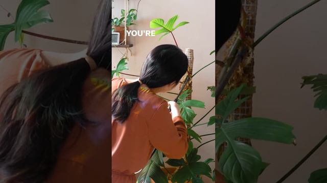 How I kept my plants alive during 1 month vacation 🪴 #plantcare смотреть онлайн