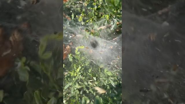 #ужас #паук #паутина #паутина смотреть онлайн