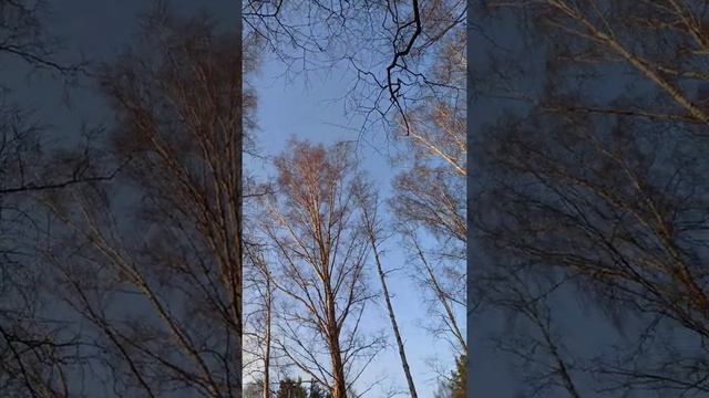 Павловск. Самое красивое место "Круг белых берёз" смотреть онлайн