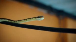 К чему снится ЗМЕЯ или видеть во сне ЗМЕЮ | Толкование снов | Сонник Sk1.online