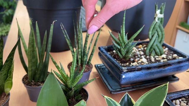 Сансевиерия - все, что вы не знали