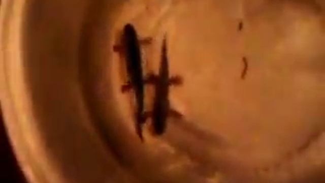 тритон животное смотреть онлайн