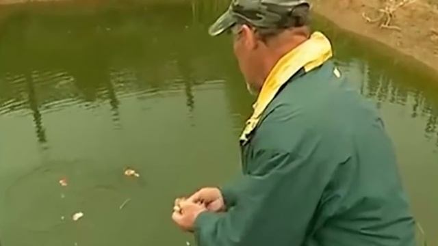 САМЫЕ НЕОБЫЧНЫЕ И СТРАННЫЕ ЖИВОТНЫЕ В МИРЕ. Топ 10 необычных животных. смотреть онлайн