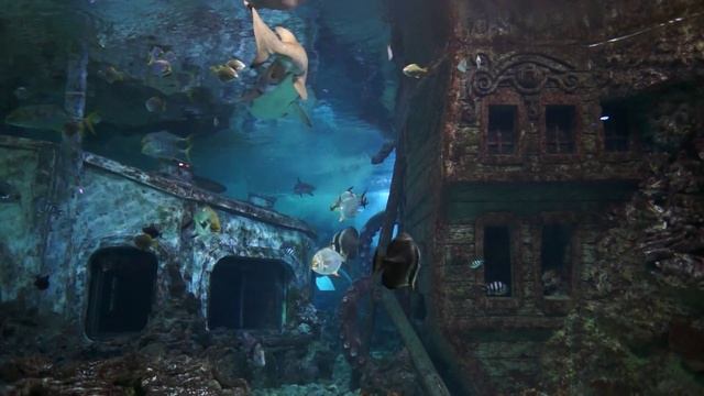 Океанариум. Воронеж смотреть онлайн