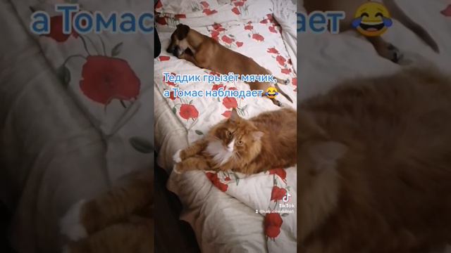 #Томас #мейнкун #кот #смешныеживотные #Теддик #такса #собака #Череповец #Россия #рекомендации смотреть онлайн