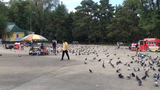 Голуби в парке 28 Героев- Панфиловцев смотреть онлайн