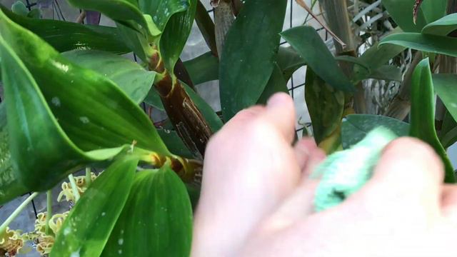 Preparing orchids for the Victoria Orchid Society show 2018 смотреть онлайн