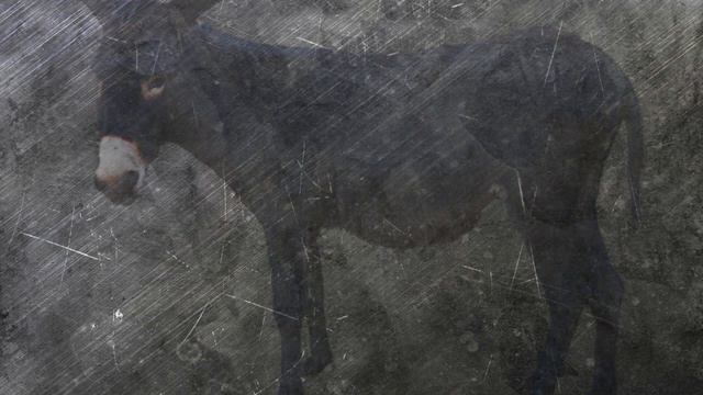 Tushda Eshak Ko'rish Tabiri