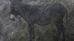 Tushda Eshak Ko'rish Tabiri