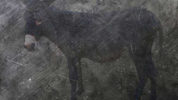 Tushda Eshak Ko'rish Tabiri