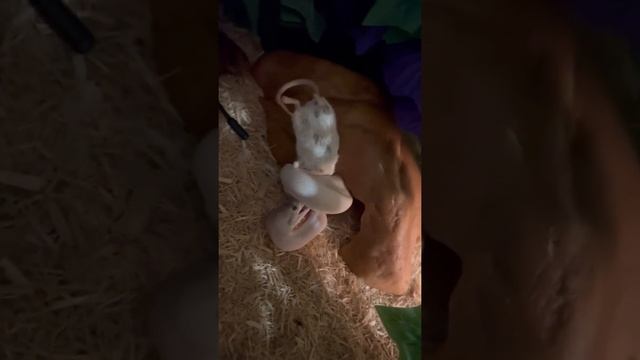 Feeding my opal diamond python смотреть онлайн
