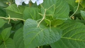 Танцующий Палочник