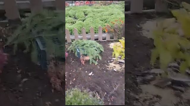 УКРЫВАЮ РОЗЫ НА ЗИМУ. смотреть онлайн