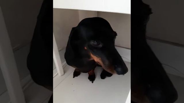 Раскаяние таксы смотреть онлайн