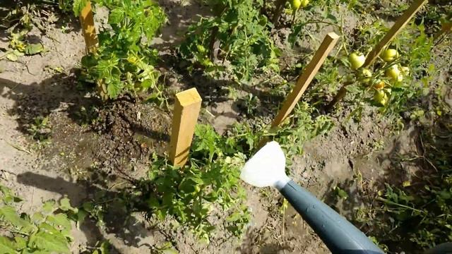 Сезон абрикос, сода, пасынкование. Serhulya TV смотреть онлайн