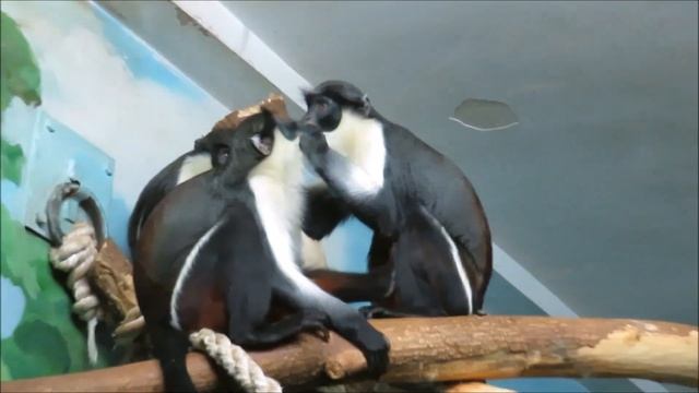 У мартышек диана медицинский осмотр 15.02.2021 смотреть онлайн