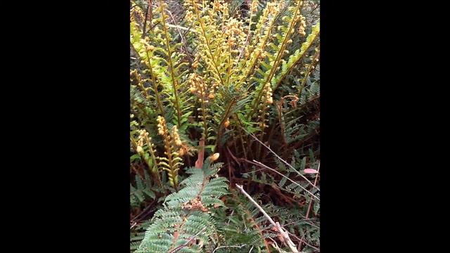 Polystichum Proliferum смотреть онлайн
