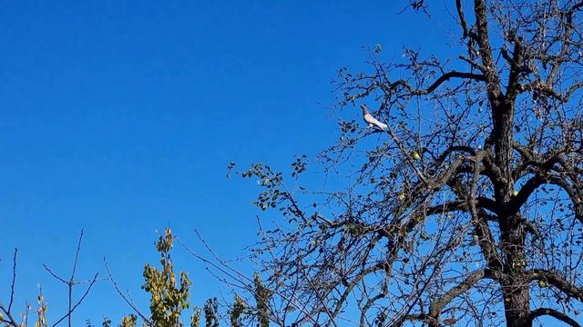 Голуби и хищники выживание Pigeons and predators survival смотреть онлайн