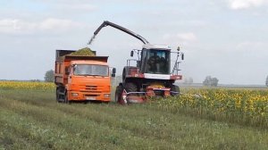 Заготовка силоса в колхозе от поля до бурта. Комбайн Дон-680, Камаз-43255, Зил, МТЗ-82, К-700