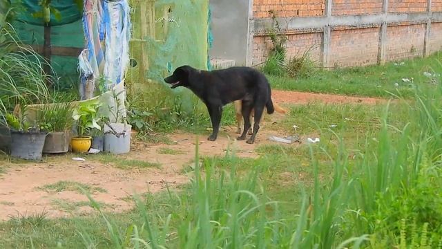 Rural dogs walking & swimming under raining смотреть онлайн