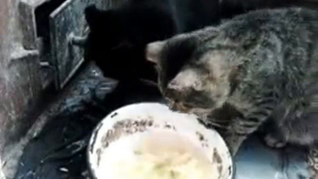 кот ест лапой смотреть онлайн