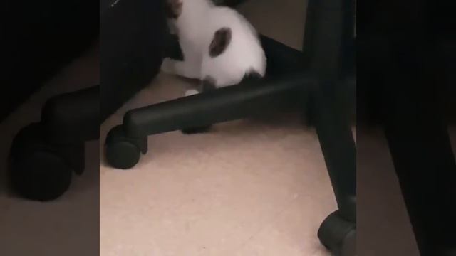 Attraper ma queue-catch my tail смотреть онлайн
