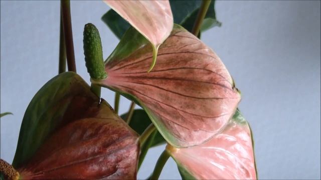 Антуриум Zalm смотреть онлайн