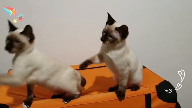 TOYBOB#ES#TOYBOB#KITTEN URAL GEMS*NS смотреть онлайн