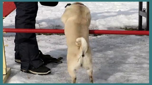 Дрессировка собак. Мопс Леди. Играем и учимся простым навыкам. смотреть онлайн