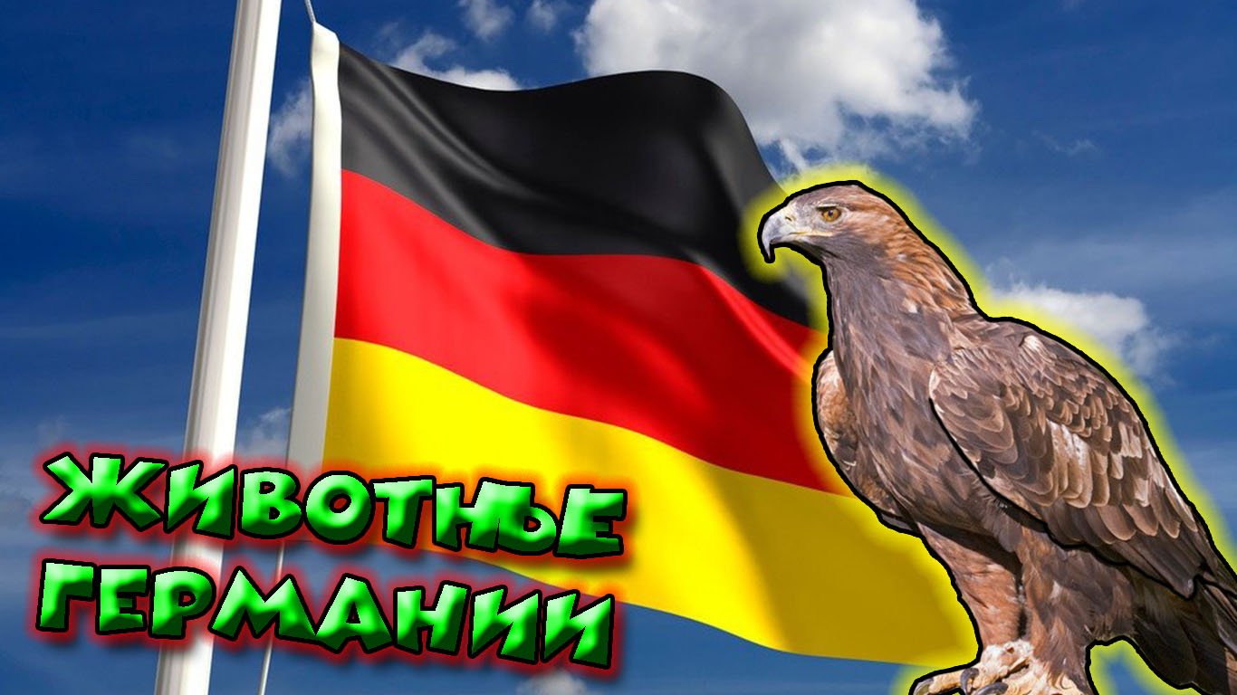 Животные Германии смотреть онлайн