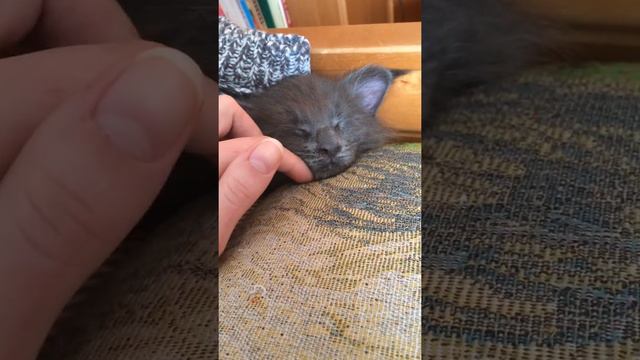 Котёнок,киса,котик,кот,Мейн кун,домашнее животное,мейн-кун,умиление,кошки,котята,лапочка,умиление смотреть онлайн