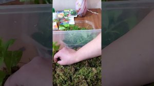 Черенкую метельчатую гортензию в мох.