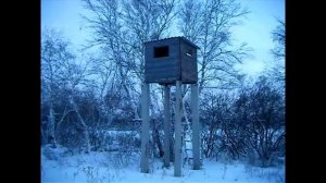 Охота на кабана:на засидке)