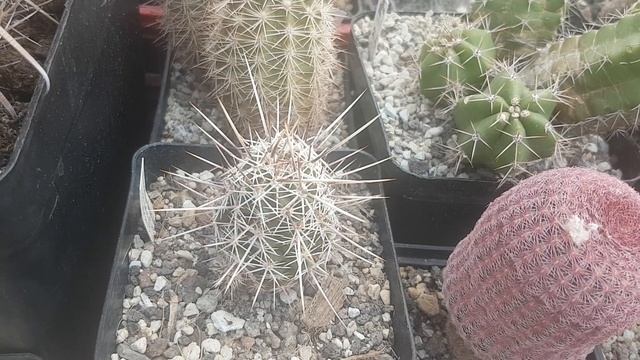 Кактусы эхиноцереусы.Что это за птицы???Echinocereus.72 смотреть онлайн
