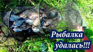 Еле вытащил садок! БЕШЕНЫЙ КЛЕВ ЛЕЩА И КАРАСЯ  на реке Дон