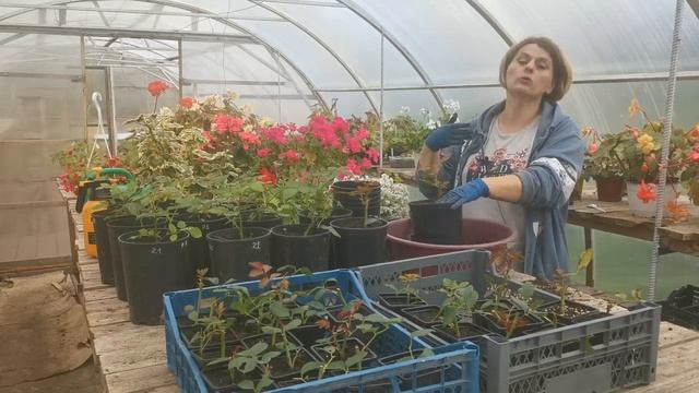 Как сохранить черенки роз зимой смотреть онлайн