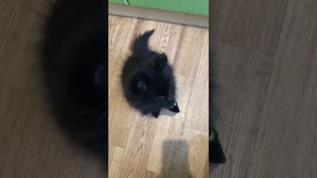 Хочу кушать🥒#satisfying#луна#собака#шпиц#еда#едаялюблютебя#fluffy#dog#dogsoftiktok#щенок смотреть онлайн