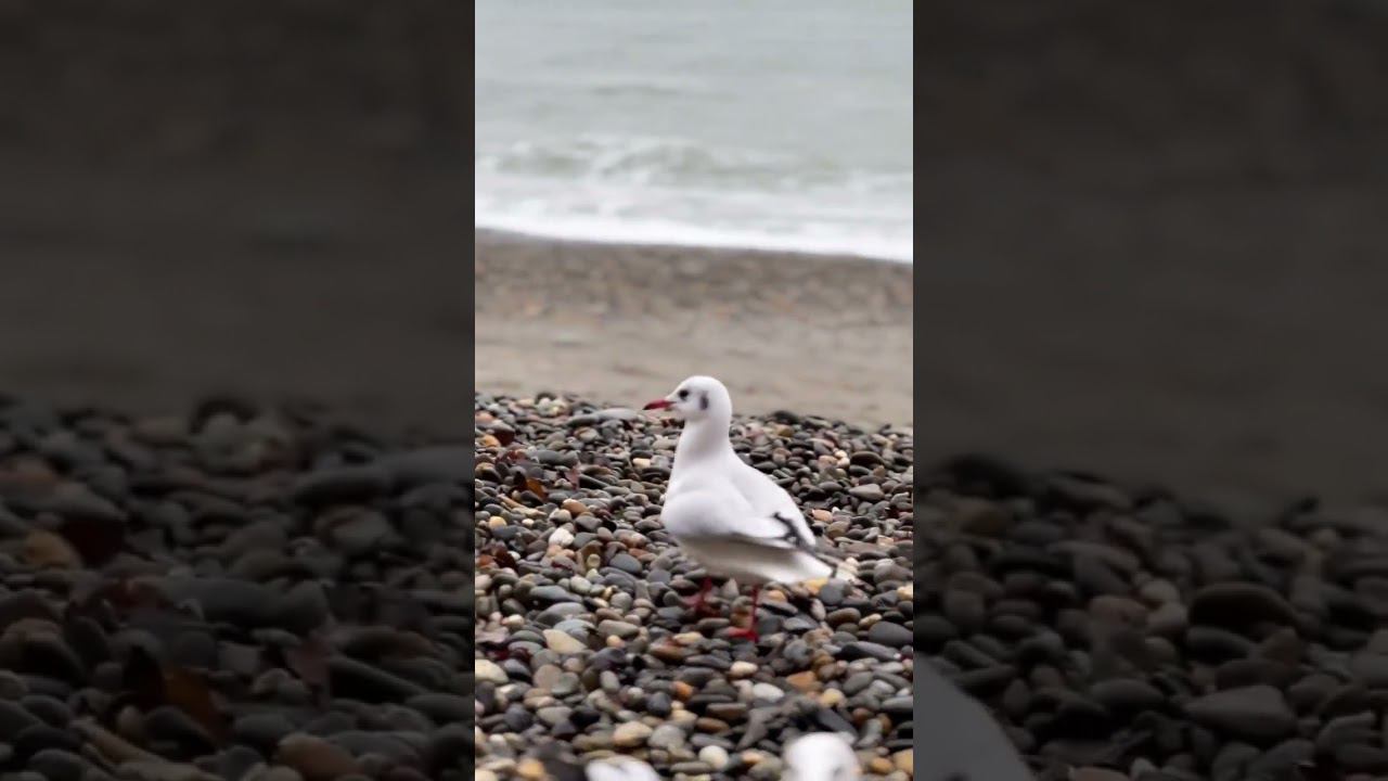 21.12.22 г.Погода Лазаревское #shorts #погодалазаревское #лазаревское2022 #погодасочи #сочисейчас смотреть онлайн