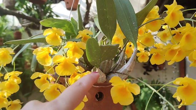 Dendrobium agregatum ou lindleyi, cultivo e floração. смотреть онлайн