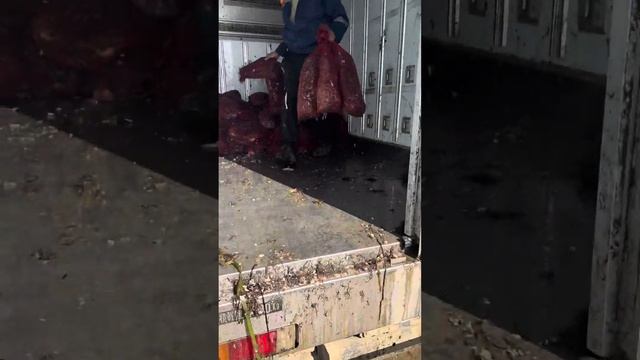 Крутое дело ! Высадка молоди гребешка приморского ! simple matter! Landing of juvenile sea scallop! смотреть онлайн