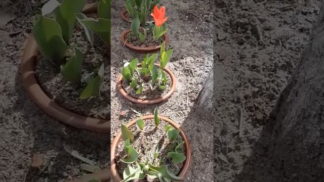 Тюльпаны весной. Способ выращивания смотреть онлайн