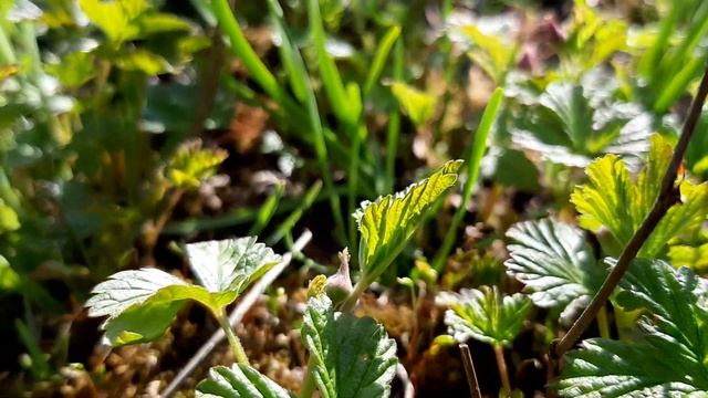 КНЯЖЕНИКА ПОЛЕНИКА БЕАТА И ЛИНДА сорта из Швеции 10 мая 2020 смотреть онлайн