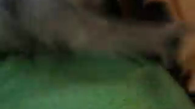 Усатый - полосатый котомальчик в добрые руки! смотреть онлайн