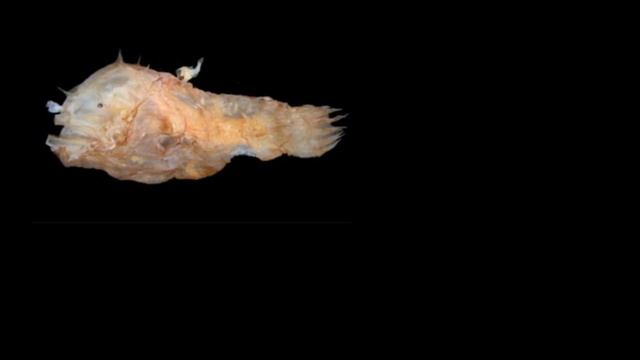 ¿Sabes qué es la bioluminiscencia? смотреть онлайн