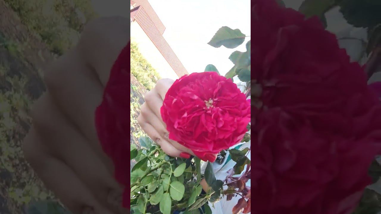 саженцы роз питомника растений rosebushes смотреть онлайн