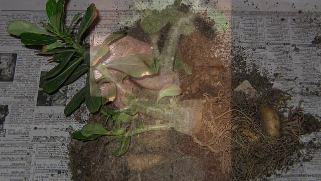 Как пересадить адениум обесум / How To Transplant Adenium Obesum