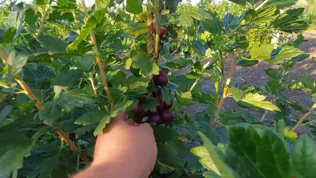 Крыжовник Звездочёт - огромный и самый ранний смотреть онлайн