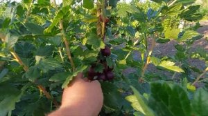 Крыжовник Звездочёт - огромный и самый ранний